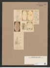 Navicula nitescens Rs. (de-Toni-Nr.: Genus 1, Species 301) Zeichnungen Sammlung Grunow Nr. 705 (NHMW-BOT-W0367083)